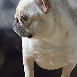 TT - French Bulldog