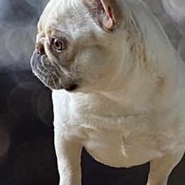 TT - French Bulldog