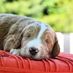 Bernedoodle and Irish Doodle Puppies from Willow-Be Doodles
