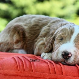 Bernedoodle and Irish Doodle Puppies from Willow-Be Doodles