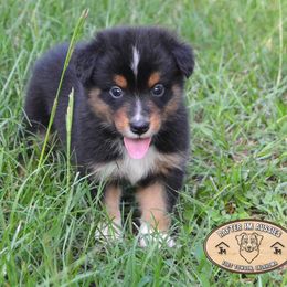 Rafter JM Aussies breeder of Miniature Australian Shepherd