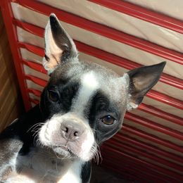 Olive - Boston Terrier