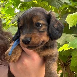 Garth - Red male Dachshund puppy in Lakeland, Florida from Cynthia’s Royal Dachshunds