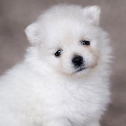 Lucas - Cream male Pomeranian puppy in New Lenox, Illinois from Illinois Poms