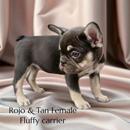 Hera - Tricolors female French Bulldog puppy in Amarillo, Texas from Bomb City Bulldogs
