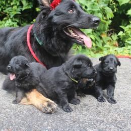 Girl 1 - Black female German Shepherd puppy in New York from Spitze German Shepherds