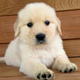 Lulu - Light golden female Golden Retriever puppy in Doniphan, Missouri from Stockford’s Golden Retrievers
