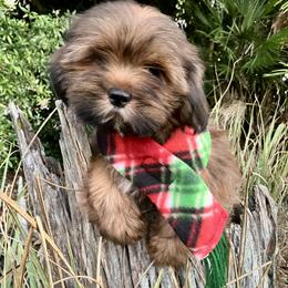 TINY DIAMOND (TEMP. NAME) SMALLER THAN OTHERS BIRTH SEPT 20 MB4 FLORIDA AKC MULTI CHAMPION ANCESTRY - Red male Lhasa Apso puppy in Bell, Florida from Maryann & Kandis