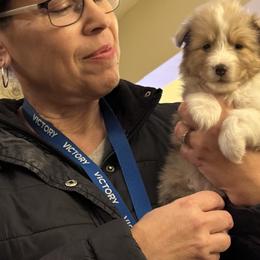 Lennox - White and sable merle male Shetland Sheepdog puppy in Tulsa, Oklahoma from September Morning Shelties