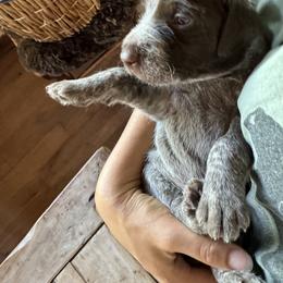 Wirehaired Pointing Griffon Puppies from DOGS COUNTRY GRIFFS