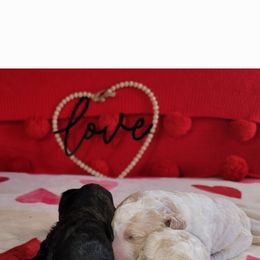 Poodle Puppies from Caboodles of Poodles