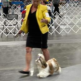 Arie - Shih Tzu