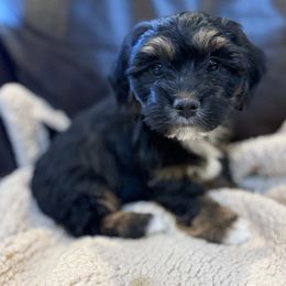 Bear - Black male Havanese puppy in Lancaster, South Carolina from 3 Bs Havanese-PUPPIES with  PURPOSE