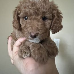 Girl 3 - Red  Goldendoodle puppy in Wendell, North Carolina from Doodles of Cedar Creek Farm