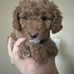 Girl 3 - Red  Goldendoodle puppy in Wendell, North Carolina from Doodles of Cedar Creek Farm