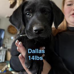 Dallas- Light- blue - Black male Labrador Retriever puppy in Moore, Oklahoma from Okiehuntinboyz Labrador Retrievers