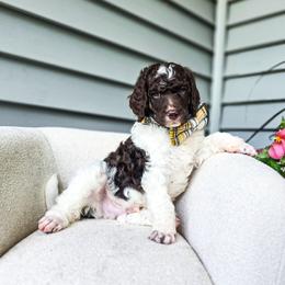 Nebo - Parti male Poodle puppy in Gaylord, Michigan from Dog Mom Co. Poodles