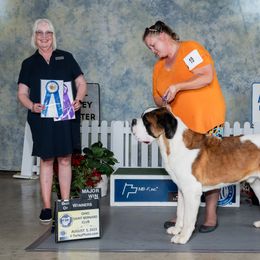 Ciroc - Saint Bernard