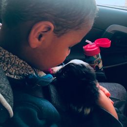 Border Collie Puppies from Cascade Sun Kennels