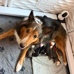 Silver - Sable and white male Shetland Sheepdog puppy in Katy, Texas from Sherock’s Shelties