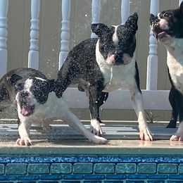 Boston Terriers from Lighthouse Bostons