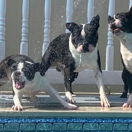 Boston Terriers from Lighthouse Bostons