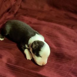 Red Tri Female - Miniature Australian Shepherd puppy in Sour Lake, Texas from Flyin M Aussies