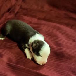 Red Tri Female - Miniature Australian Shepherd puppy in Sour Lake, Texas from Flyin M Aussies