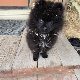 Pomeranian Puppies from Mary's Pomeranians