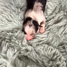 Blue merle male 1 - Black tri male Miniature American Shepherd puppy in Connecticut from Novus Kennels