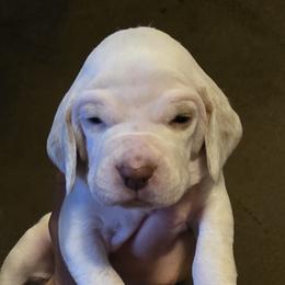 Winter - Fawn female Braque du Bourbonnais puppy in Deer Lodge, Tennessee from Steady Wind Braque du Bourbonnais Pointers