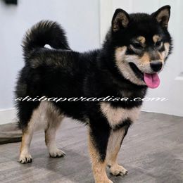 Tamiko - Shiba Inu