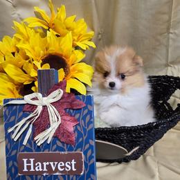 Shindig - Orange parti female Pomeranian puppy in Ontario, Oregon from S'more Pomeranians