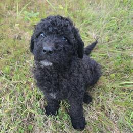 Curly sue - Brindle and white female Saint Berdoodle puppy in Castle Rock, Washington from PNW Saint Berdoodles