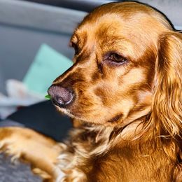 Co-Co - Cocker Spaniel