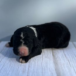 Bernedoodle Puppies from East Coast Bernedoodles