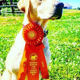 Labrador Retrievers from Folklore Canine L.L.C