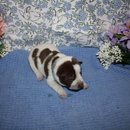 Carol - Red speckled female Australian Cattle Dog puppy in Casa Grande, Arizona from Sonoran Dogz