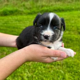 Annie - Black & white female Miniature Australian Shepherd puppy in Mount Carmel, Tennessee from Hill Top Mini Aussies
