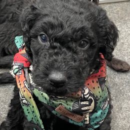 River - Black male Labradoodle puppy in Chewelah, Washington from Northwest Sporting Doodles