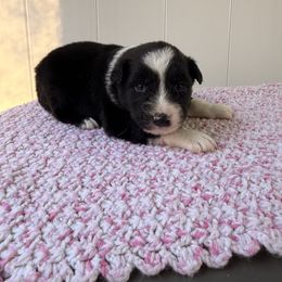 Snickerdoodle - Black tri-color male Australian Shepherd puppy in Placerville, California from BFF Aussies