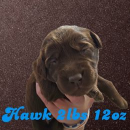 Hawk - Chocolate male Dilute Retriever puppy in Sidney, Nebraska from Nebraska Strong Labradors