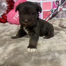 Ernest (Ernie) - Liver male Miniature Schnauzer puppy in Lufkin, Texas from C&K’s Schnauzer House