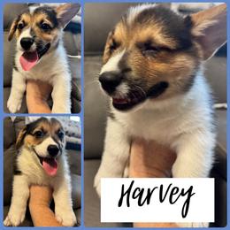 Harvey (Bowser) - Black and tan male Pembroke Welsh Corgi puppy in Dickinson, Texas from Careaga Farms