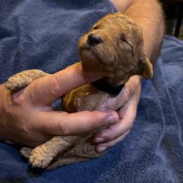 H25 Male Black Collar - Red  male Goldendoodle puppy in Cape Coral, Florida from GoldenDoodles Cape Coral