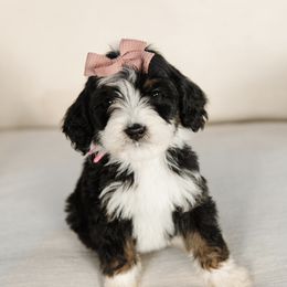'Maple' Pink Collar Female - Tri-color female Bernedoodle puppy in Kamas, Utah from A + E Farms