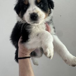 Girl 3 - Black tri female Miniature Australian Shepherd puppy in Santa Clarita, California from Scv minis