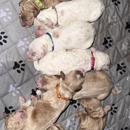 Goldendoodle Puppies from Doodle Dreams