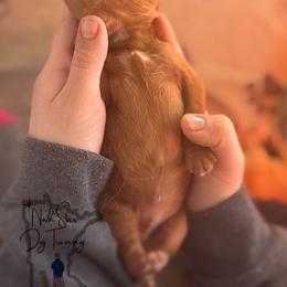 Goldendoodle Puppies from North Star Dog Training