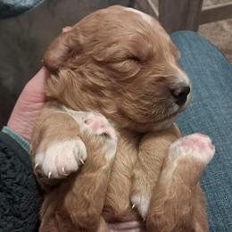 Girl 2 - female Golden Mountain Doodle puppy in Northumberland, Pennsylvania from Light and Life Doodles